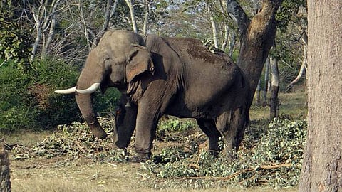 Elephant attack in Kerala