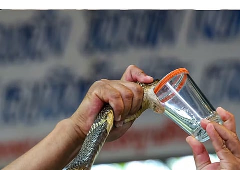 We're a step closer to having a universal antivenom for snake bites – new study 