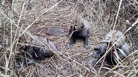 Newborn cheetah cubs