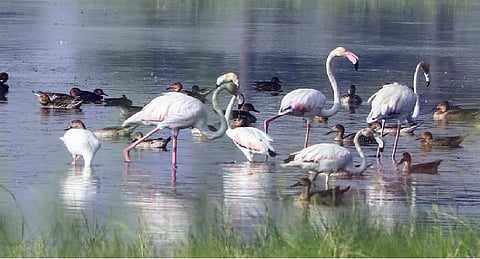 Mathura wetland draws migratory birds from Central Asia, Siberia, Tibet