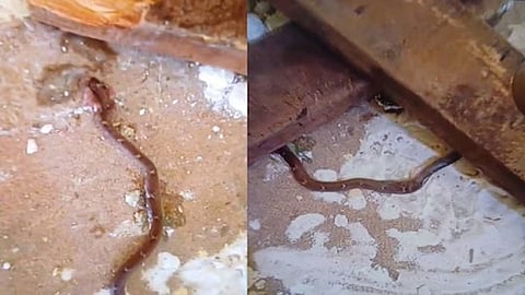 Snake bite incident at Neyyattinkara School