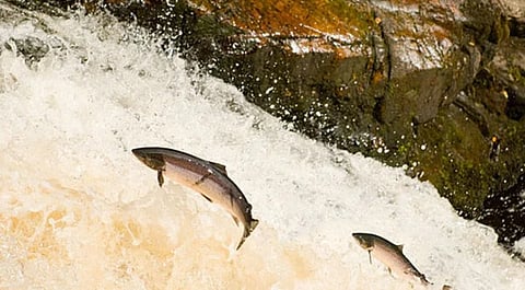 New research shows quarter of freshwater animals threatened with extinction