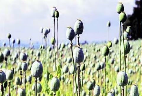 Poppy plantation