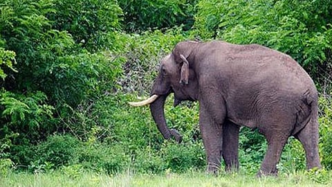 Wild Elephant 