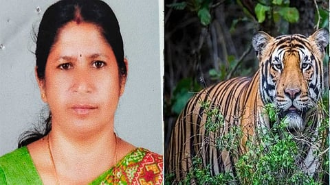 Radha, who was killed by the tiger