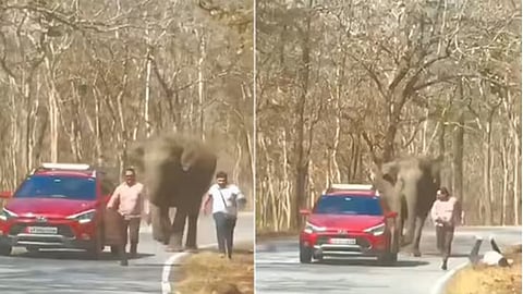 Tourists escape from wild elephant attack in Munnar