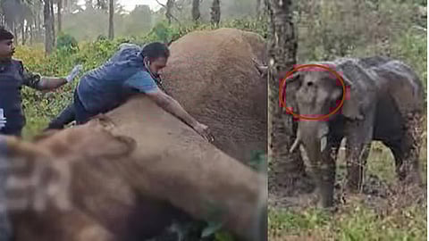 The injured wild elephant in Athirappallly forest.