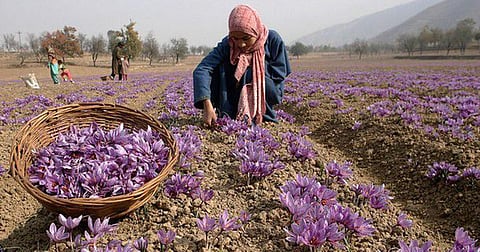 The Jammu and Kashmir government on Monday said it has successfully halted the decline in saffron cultivation, maintaining the saffron-growing area at 3,715 hectares. Additionally, new areas have been identified for expansion.