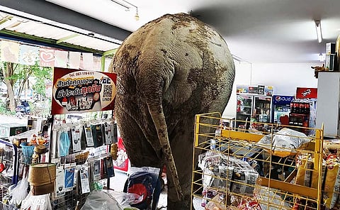 Hungry wild elephant raids grocery store in Thailand for snacks 
