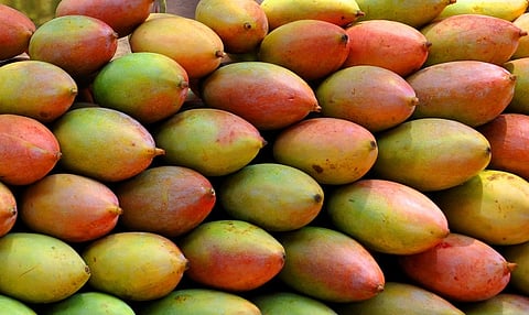 Totapuri Mangoes 