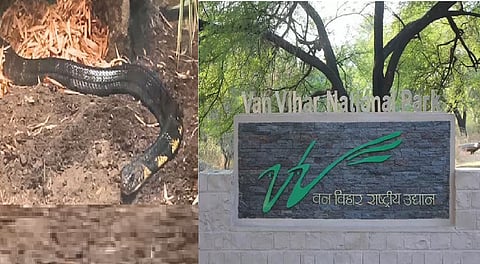 King Cobra dies at Van Vihar National Park in Bhopal  