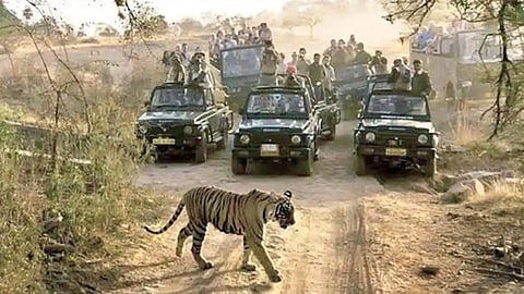 Arunachal highway through tiger reserve gets nod from wildlife board