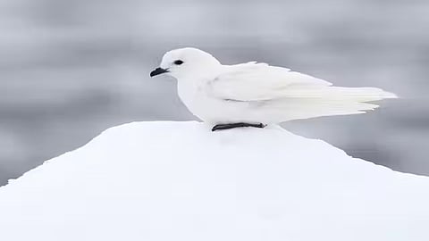 Southern hemisphere is full of birds found nowhere else on Earth