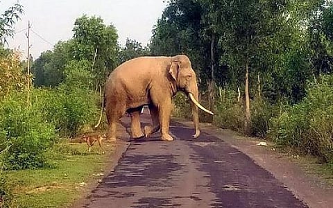 Man killed in wild elephant attack in Kerala   