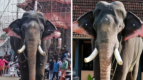 Elephant Erattupetta Ayyappan dies