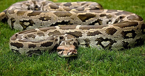 10-ft-long Indian Rock Python rescued from residential society in Mumbai 