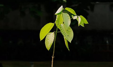 Kadamb tree