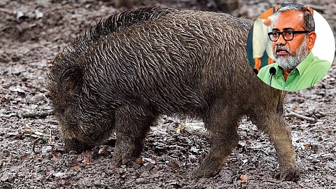 Suggests eating wild boar meat to tackle crop damage