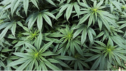 Massive ganja farm destroyed in Kerala's Attappady forest 
