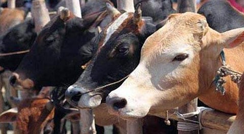 Gujarat cow slaughter case