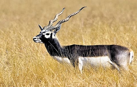 Blackbucks