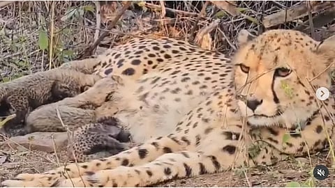 Cheetah Mukhi gives birth to five cubs at Kuno National Park