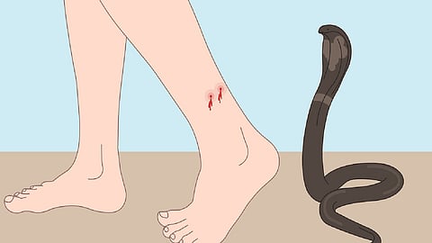 Infant dies of snake bite