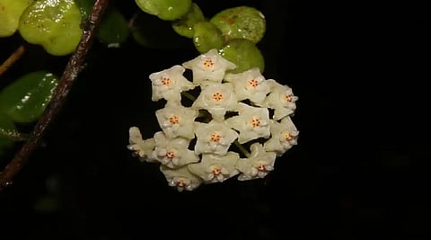 Arunachal records botanical breakthrough with discovery of new hoya species 