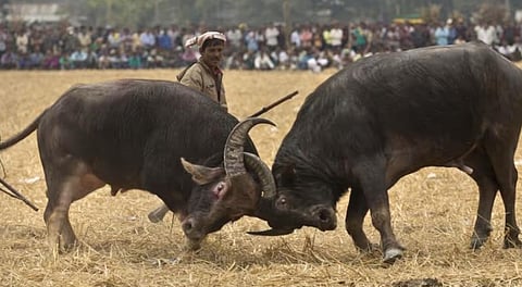 Assamese buffalo fight