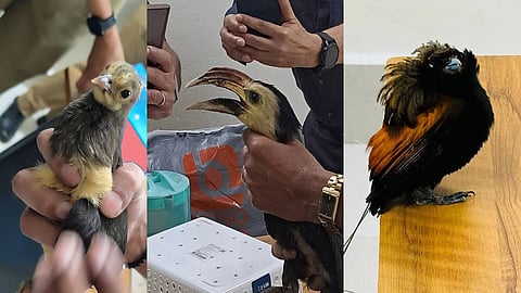 Customs foils bid to smuggle 11 endangered birds