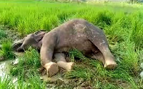 Representative image