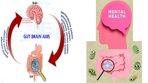 Gut bacteria imbalance to memory, cognitive decline