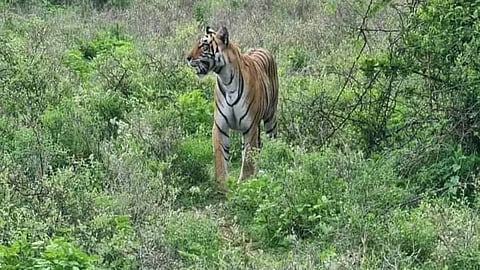 Efforts on to cage, drive back tiger on the loose in Kerala's Wayanad