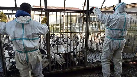 Central laboratory confirms avian flu outbreak in Kerala