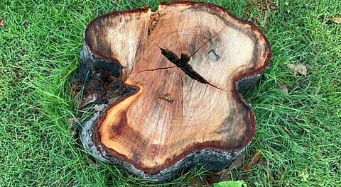 Remnant of a pilfered sandalwood tree.