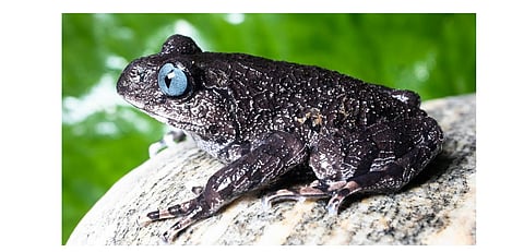 Scientists discover two new frog species in Arunachal Pradesh