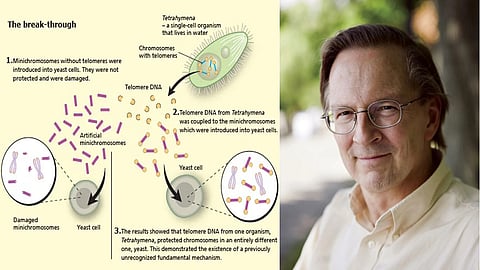 ‘Telomeres', genes, chromosomes impact ageing and cancer