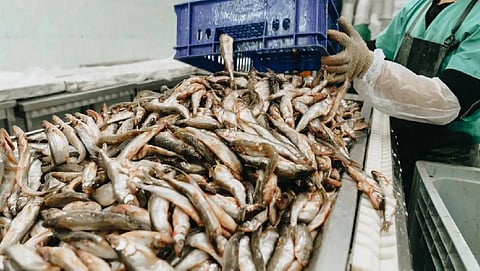 Seafood exports, Specialty chemical stocks rallies 20 pc after India-US trade deal