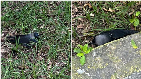 TN on high alert following reports of large-scale crow deaths in state