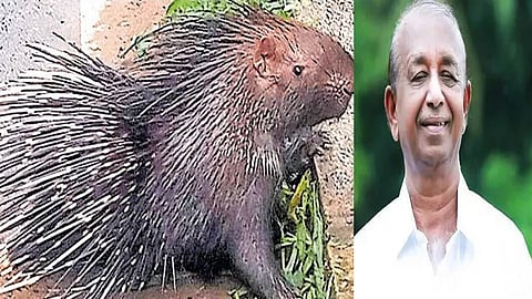 Village panchayat president booked for beating porcupine to death 