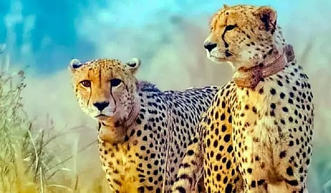 cheetahs