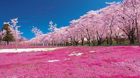 Japan's cherry blossom season begins