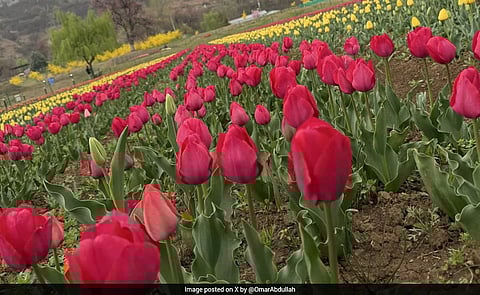 Omar Abdullah throws open Asia's largest tulip garden in Srinagar for visitors