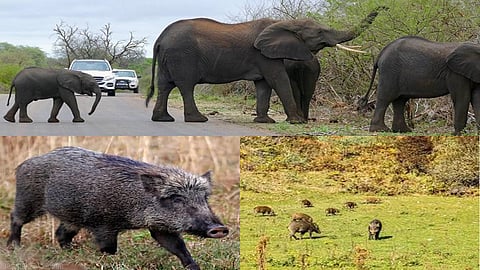 Farmers flag agrarian distress, wildlife conflict, seek remedy