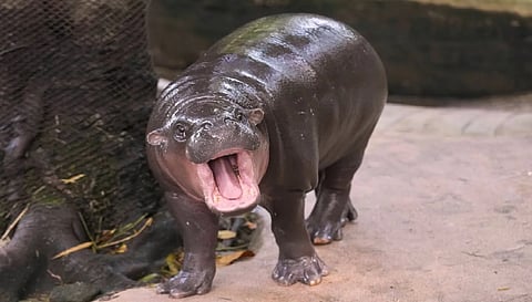 Hippopotamus - Representative image