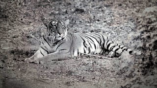 Periyar Tiger Reserve turns 75