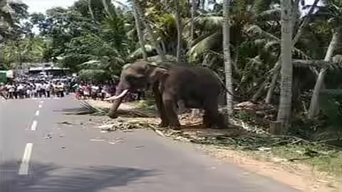 Mahout dies after elephant attack near Kerala's Naruvamoodu