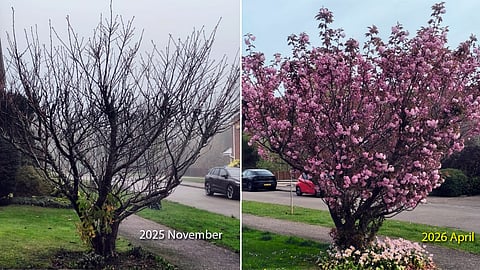 At Ampthill in Bedfordshire in the UK, this cherry tree stood once in surrender by mid-November after autumn claimed its leaves. With spring arriving now, there are only flowers on this tree.
