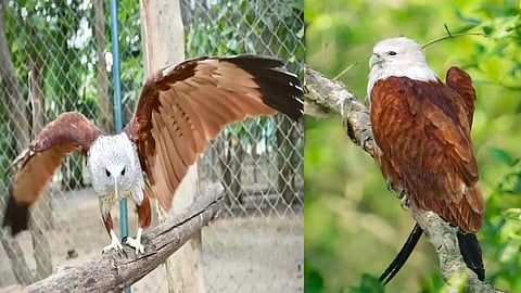 Brahminy Kite rescued from restaurant, case registered