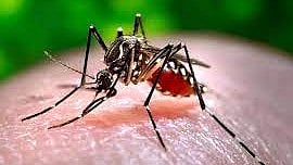 Chikungunya- mosquito borne disease